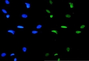 Immunofluorescent staining of FFPE human HeLa cells with GATA3 antibody (green) and DAPI nuclear stain (blue). HIER: steam section in pH6 citrate buffer for 20 min.