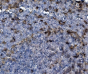 IHC staining of FFPE rat spleen with Psgl1 antibody. HIER: boil tissue sections in pH8 EDTA for 20 min and allow to cool before testing.