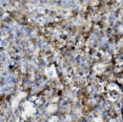 IHC staining of FFPE mouse spleen with Psgl1 antibody. HIER: boil tissue sections in pH8 EDTA for 20 min and allow to cool before testing.