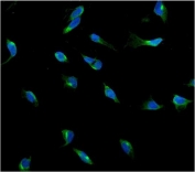 Immunofluorescent staining of FFPE human U-2 OS cells with USP15 antibody (green) and DAPI nuclear stain (blue). HIER: steam section in pH6 citrate buffer for 20 min.