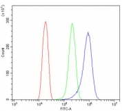 Flow cytometry testing of human HeLa cells with Vinculin antibody at 1ug/million cells (blocked with goat sera); Red=cells alone, Green=isotype control, Blue= Vinculin antibody.