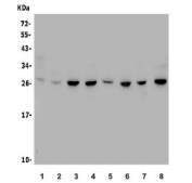 Western blot testing of rat 1) brain, 2) lung, 3) thymus, 4) PC-12 and mouse 5) thymus, 6) RAW264.7, 7) SP2/0 and 8) human Jurkat lysate with CTHRC1 antibody. Expected molecular weight: 26-30 kDa.