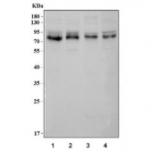 Western blot testing of 1) human HepG2, 2) human SH-SY5Y, 3) rat PC-12 and 4) mouse NIH 3T3 cell lysate with DBF4 antibody. Predicted molecular weight: ~74 kDa.
