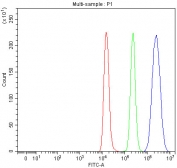 Flow cytometry testing of fixed and permeabilized human Raji cells with DBF4 antibody at 1ug/million cells (blocked with goat sera); Red=cells alone, Green=isotype control, Blue= DBF4 antibody.
