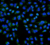 Immunofluorescent staining of FFPE human A549 cells with DLL1 antibody (green) and DAPI nuclear stain (blue). HIER: steam section in pH6 citrate buffer for 20 min.