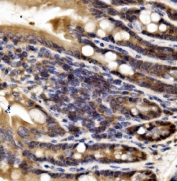 IHC staining of FFPE mouse intestine with Irf3 antibody. HIER: boil tissue sections in pH8 EDTA for 20 min and allow to cool before testing.