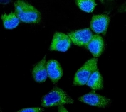 Immunofluorescent staining of FFPE human A431 cells with AIP4 antibody (green) and DAPI nuclear stain (blue). HIER: steam section in pH6 citrate buffer for 20 min.