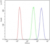 Flow cytometry testing of human A431 cells with MYH10 antibody at 1ug/million cells (blocked with goat sera); Red=cells alone, Green=isotype control, Blue= MYH10 antibody.