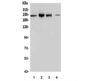 Western blot testing of 1) rat brain, 2) mouse brain, 3) mouse NIH 3T3 and 4) human SK-OV-3 lysate with MYH10 antibody. Predicted molecular weight ~229 kDa.
