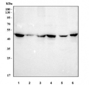Western blot testing of 1) human HeLa, 2) human Daudi, 3) human U-2 OS, 4) human K562, 5) rat PC-12 and 6) mouse SP2/0 cell lysate with FEN-1 antibody. Expected molecular weight ~45 kDa.
