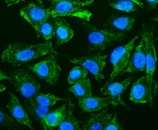 Immunofluorescent staining of FFPE human A549 cells with CAV2 antibody (green) and DAPI nuclear stain (blue). HIER: steam section in pH6 citrate buffer for 20 min.