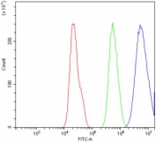 Flow cytometry testing of human A549 cells with CAV2 antibody at 1ug/million cells (blocked with goat sera); Red=cells alone, Green=isotype control, Blue= CAV2 antibody.