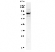 Western blot testing of human HEK293 lysate with ALPL antibody. Predicted molecular weight ~57 kDa, but can be observed at up to ~75 kDa due to glycosylation.