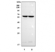 Western blot testing of human 1) SH-SY5Y and 2) 293T cell lysate with APEX2 antibody. Predicted molecular weight ~57 kDa.