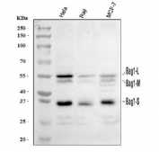 Western blot testing of human 1) HeLa, 2) Raji and 3) MCF7 cell lysate with BAG-1 antibody. Predicted molecular weight ~50 kDa (long form), 29-33 (short form).