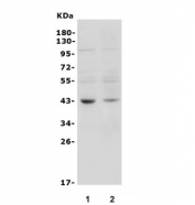 Western blot testing of mouse 1) spleen and 2) thymus lysate with C5a receptor antibody. Predicted molecular weight ~43 kDa.