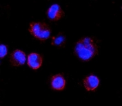Immunofluorescent staining of FFPE human K562 cells with CD74 antibody (red) and DAPI nuclear stain (blue). HIER: steam section in pH6 citrate buffer for 20 min.