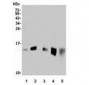 Western blot testing of 1) human SW620, 2) monkey heart, 3) rat heart, 4) rat kidney and 5) mouse heart lysate with MitoNEET antibody. Expected molecular weight: 12-15 kDa.