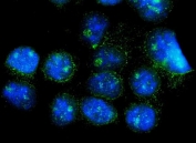 Immunofluorescent staining of FFPE human A431 cells with NAF-1 antibody (green) and DAPI nuclear stain (blue). HIER: steam section in pH6 citrate buffer for 20 min.