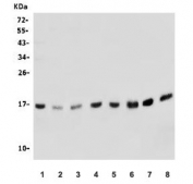 Western blot testing of 1) human HEK293, 2) human HeLa, 3) human MCF7, 4) monkey kidney, 5) human SW620, 6) human Raji, 7) rat kidney and 8) mouse kidney lysate with NAF-1 antibody. Expected molecular weight ~15 kDa.