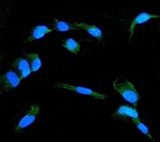 Immunofluorescent staining of FFPE human A549 cells with Claudin 1 antibody (green) and DAPI nuclear stain (blue). HIER: steam section in pH6 citrate buffer for 20 min.