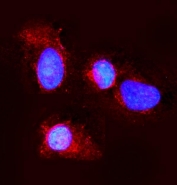 Immunofluorescent staining of FFPE mouse NIH 3T3 cells with Claudin 3 antibody (green) and DAPI nuclear stain (blue). HIER: steam section in pH6 citrate buffer for 20 min.