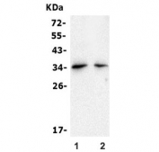 Western blot testing of 1) mouse kidney and 2) rat NRK cells with Claudin 16 antibody. Predicted molecular weight ~34 kDa.