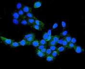 Immunofluorescent staining of FFPE human A431 cells with Claudin 16 antibody (green) and DAPI nuclear stain (blue). HIER: steam section in pH6 citrate buffer for 20 min.