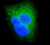 Immunofluorescent staining of FFPE human A549 cells with DDX6 antibody (green) and DAPI nuclear stain (blue). HIER: steam section in pH6 citrate buffer for 20 min.