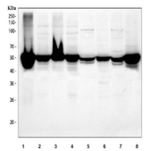 Western blot testing of 1) human K562, 2) human HeLa, 3) human 293T, 4) human HepG2, 5) rat testis, 6) rat PC-12, 7) mouse testis and 8) mouse NIH 3T3 cell lysate with DDX6 antibody. Predicted molecular weight ~53 kDa.
