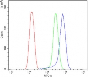 Flow cytometry testing of human A549 cells with VEGFR1 antibody at 1ug/million cells (blocked with goat sera); Red=cells alone, Green=isotype control, Blue= VEGFR1 antibody.