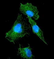 Immunofluorescent staining of FFPE human A549 cells with VEGFR1 antibody (green) and DAPI nuclear stain (blue). HIER: steam section in pH6 citrate buffer for 20 min.