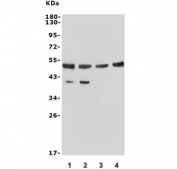 Western blot testing of human 1) HeLa, 2) Jurkat, 3) SH-SY5Y and 4) A549 cell lysate with c-Fos antibody. Expected molecular weight: ~40 kDa (unmodified), 53-68 kDa (phosphorylated).