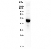 Western blot testing of human K562 lysate with GATA1 antibody. Predicted molecular weight ~43 kDa.