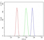 Flow cytometry testing of human HL-60 cells with GATA2 antibody at 1ug/million cells (blocked with goat sera); Red=cells alone, Green=isotype control, Blue= GATA2 antibody.