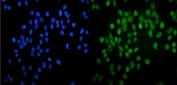 Immunofluorescent staining of FFPE human A431 cells with GATA2 antibody (green) and DAPI nuclear stain (blue). HIER: steam section in pH6 citrate buffer for 20 min.
