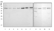Western blot testing of 1) human HEK293, 2) HeLa, 3) rat kidney and 4) mouse kidney lysate with GRB10 antibody. Expected molecular weight: 58-70 kDa.