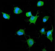 Immunofluorescent staining of FFPE human A549 cells with GRB14 antibody (green) and DAPI nuclear stain (blue). HIER: steam section in pH6 citrate buffer for 20 min.