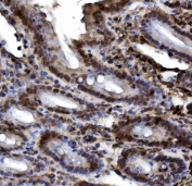 IHC staining of FFPE mouse intestine with HIF1A antibody. HIER: boil tissue sections in pH8 EDTA for 20 min and allow to cool before testing.