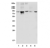 Western blot testing of human 1) A431, 2) HepG2, 3) U-2 OS, 4) rat PC-12 and 5) mouse thymus lysate.