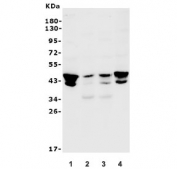 Western blot testing of human 1) HeLa, 2) K562, 3) Caco-2 and 4) A549 lysate with JUNB antibody. Expected molecular weight: 36-39 kDa (non-phophorylated), 40-45 kDa (phosphorylated).