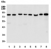 Western blot testing of human 1) A549, 2) HepG2, 3) HeLa, 4) MDA-MB-453, 5) monkey COS-7, 6) rat ovary, 7) rat PC-12 and 8) mouse ovary lysate with LPP antibody. Predicted molecular weight: ~66 kDa but is routinely observed at 80~85 kDa.