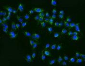Immunofluorescent staining of FFPE human U-2 OS cells with MAP2K2 antibody (green) and DAPI nuclear stain (blue). HIER: steam section in pH6 citrate buffer for 20 min.