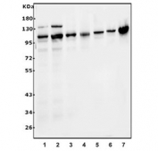 Western blot testing of human 1) K562, 2) HEK293, 3) HeLa, 4) monkey COS-7, 5) rat brain, 6) mouse brain, 7) mouse NIH 3T3 lysate with MAPK7 antibody. Expected molecular weight: 80-115 kDa.