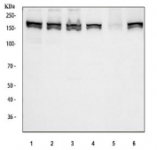 Flow cytometry testing of human U-2 OS cells with MSH6 antibody at 1ug/million cells (blocked with goat sera); Red=cells alone, Green=isotype control, Blue= MSH6 antibody.