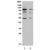 Western blot testing of human 1) HepG2 and 2) SW620 lysate with NRF-2 antibody. Predicted molecular weight ~66 kDa, also observed at 95-110 kDa.
