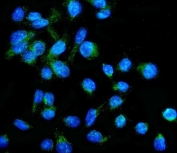 Immunofluorescent staining of FFPE human U-2 OS cells with NRF-2 antibody (green) and DAPI nuclear stain (blue). HIER: steam section in pH6 citrate buffer for 20 min.