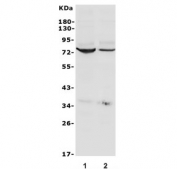 Western blot testing of human 1) HEK293 and 2) Jurkat cell lysate with NOX5 antibody. Predicted molecular weight: ~86 kDa.