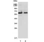 Western blot testing of human 1) HepG2 and 2) HEK293 cell lysate with OCLN antibody. Predicted molecular weight ~59 kDa.