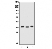 Western blot testing of 1) human HL60, 2) rat thymus and 3) mouse thymus tissue lysate. Predicted molecular weight ~38 kDa.